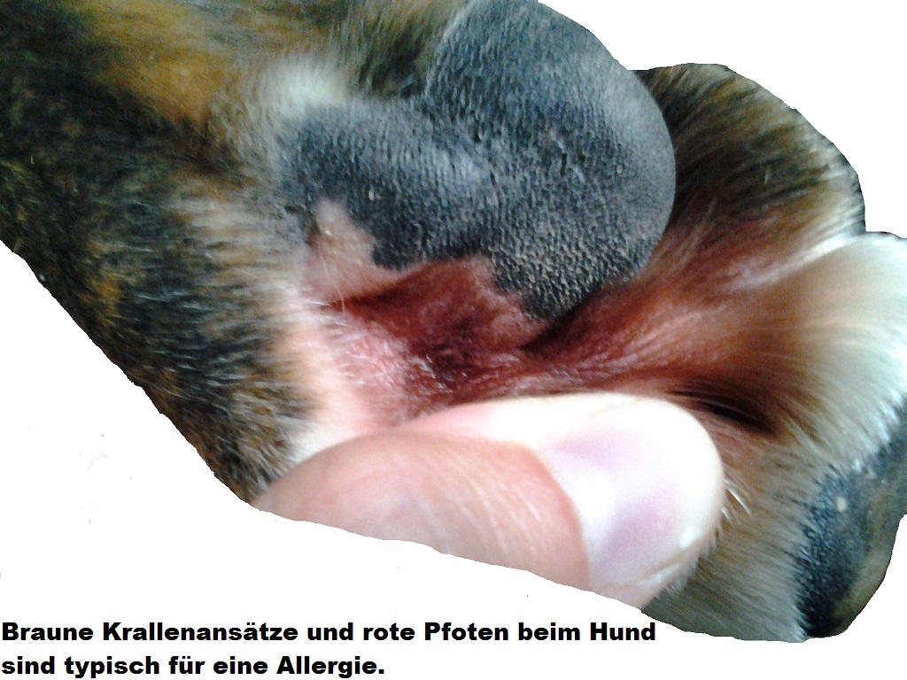 Futterlegende Nahrungsmittelallergie Hund