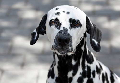 Futterlegende Gastritis beim Hund Ernährung