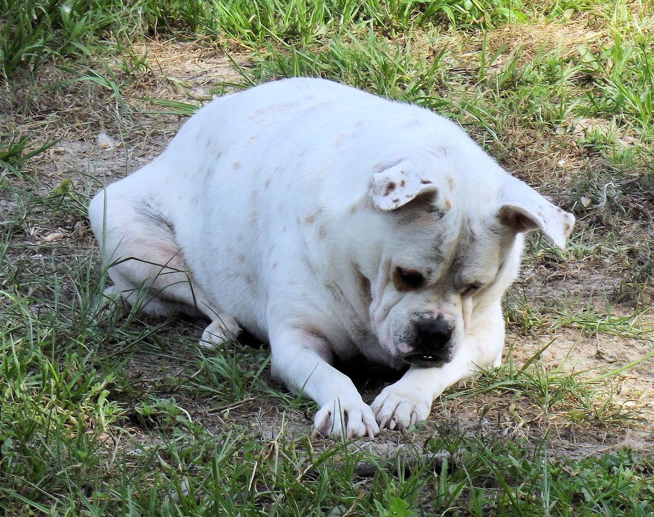 Diätfutter Hund selber kochen
