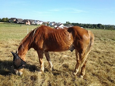 Pferd Muss Zunehmen