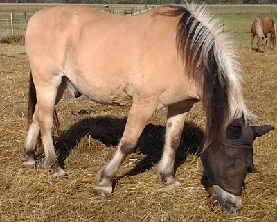 Pferd EMS Fütterung