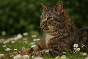 Katze, die ihre Umgebung beobachtet